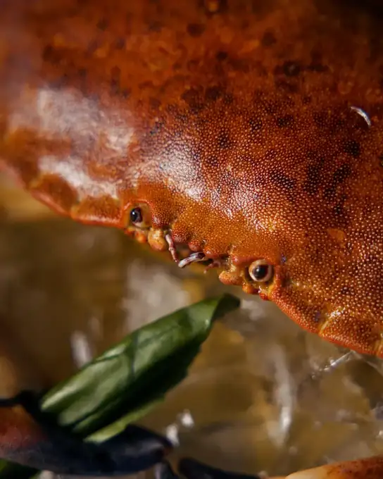 Granchio fresco in dettaglio — crudo di mare